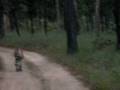 Tiger at Pench