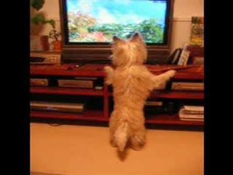 Cairn Terrier "RUM" - Watching TV ...
