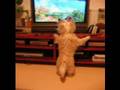 Cairn Terrier video