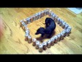dumb vs. smart wiener dog