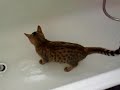 Zico the bengal kitten 14 - Water