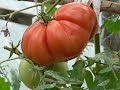 Pomodori