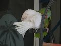 GOFFIN COCKATOO & RED LORDE AMAZON