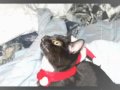 Last Christmas - starring Denali and Texaco