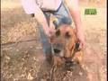 Breed All About It - Bloodhound