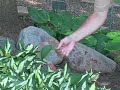 Reverting Hostas (HostasDirect, Inc.)