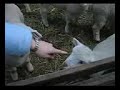 Baby Sheep in Yorkshire Farm