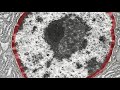 The nucleus The nucleus