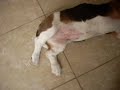 *Wanda, the static and lasy basset hound* - Wanda la basset hound estática y floja :D