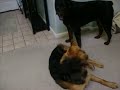 dog fighting