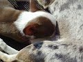 extended breastfeeding for dogs