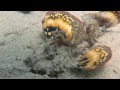 scorpion fish and other ugly animals in NHA TRANG Vietnam an