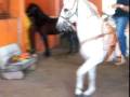 videos de el pico chulo