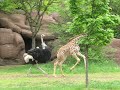 An ostrich and baby giraffe play tag