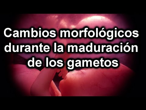 gametos - DOCUMENTAL DE EMBRIOLOGÍA - MATERIAL RESUMIDO Embriología general Embriología general - Primera Parte - Cambios morfológicos durante la maduración de los gam...