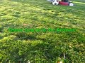 Green Lawns Television Ad