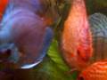 videos de discus.angelfish and severum
