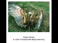 Birdlies BirdLife