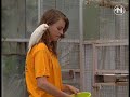 Papegaaienhulp moet een kas in Hortus ontruimen
