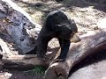 Malayan Sun Bears