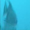 Diving Footage Sea Creatures of Miami