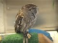 handfed screech owl eating a mealworm