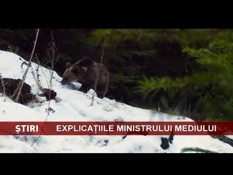 Explicațiile ministrului Mediului privind intervențiile în cazul urșilor