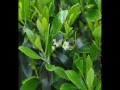 Small Hollies for Walkways The Shamrock Holly