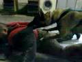 Malinois Brano Ringač zahryz 2008