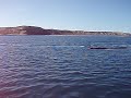 Penisula Valdes - Argentina - Ballenas Penisula Valdes - Argentina - Ballenas