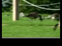 still image from video
