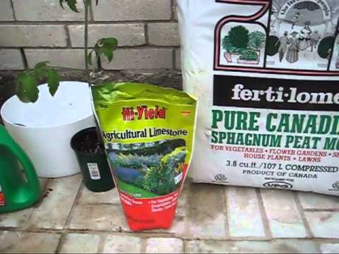 how to fertilize self watering containers