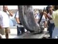 Marlin in Sesimbra