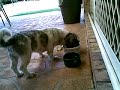 Please Help Our Beloved Shih-tzu 