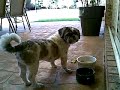 Please Help Our Beloved Shih-tzu 