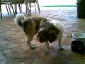 Please Help Our Beloved Shih-tzu 