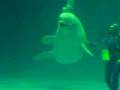 videos de Beluga making 5 bubbles