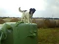 Hunde Agility auf dem Bauernhof