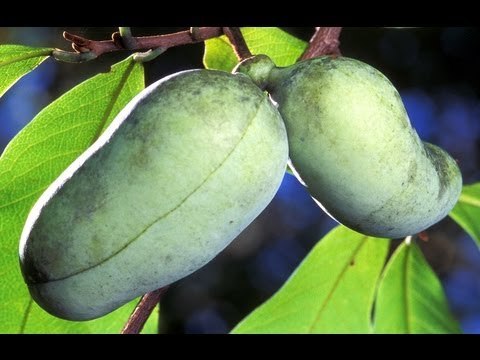how to transplant pawpaw trees
