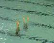 Duo St Cyprien Natation Synchronisée aux N1 senior 2008