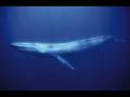 Top-12-Loudest-Anima
