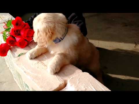 Daisy - AKC Golden Retriever - 14 English Cream