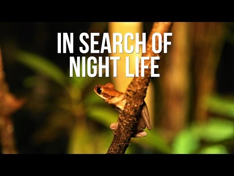 In search of night life