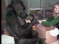 Koko Loves: Conversations with a Signing Gorilla