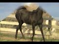 Tali Jamaal - 2006 Black Arabian Colt