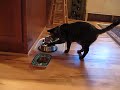 Pinot is a paw drinker