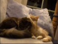 Katzen Kampf Cat Fight Maine Coon