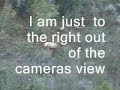 Cow Elk
