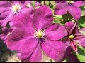 The Many Colors of the Clematis Plant The Many Colors of the Clematis Plant