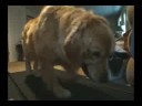 Sassie On Treadmill Sassie On Treadmill